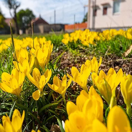 Vesna Lux Villa Zára