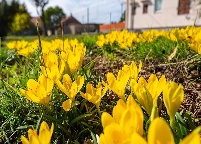 Vesna Lux Villa Zadar